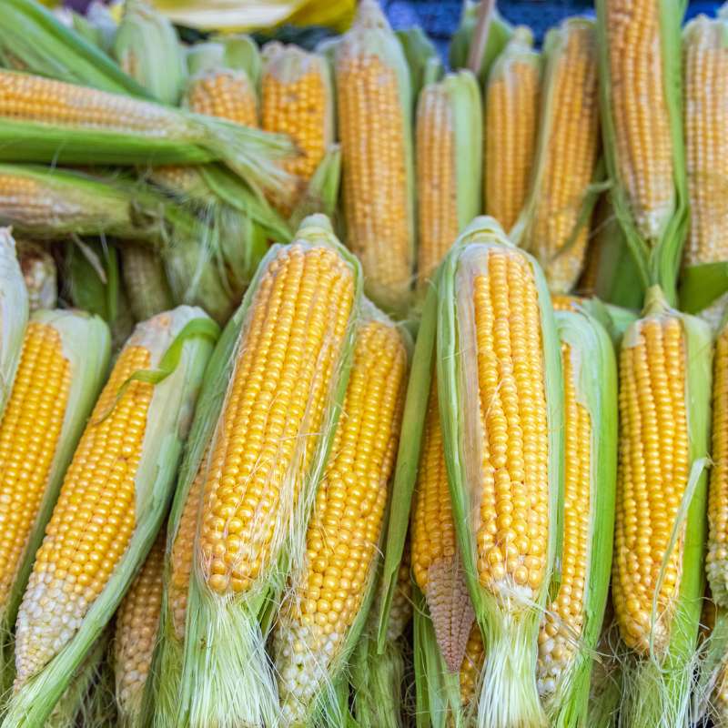 Maize
